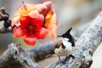 Красивая птичка