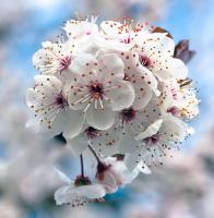 Цветы вишни