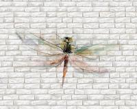 Красивая стрекоза