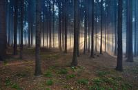 Сосновый лес