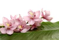 Банановый лист и орхидеи