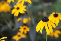 Желтые маргаритки