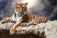 Тигр на отдыхе