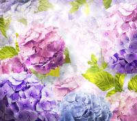 Гортензии в свете дня