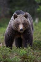 Бурый медведь