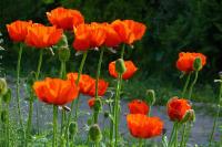 Маки на лугу