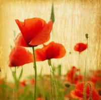 Винтажные маки