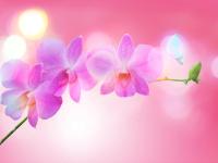 Бабочка возле цветущей ветви