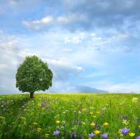 Полевые цветы