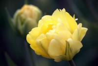 Желтый тюльпан