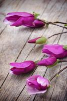 Сиреневые цветы