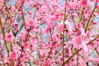 Цветущие ветви