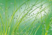 Komar 8-889 (Аква)