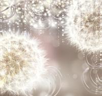 Волшебные одуванчики