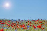 Маковое поле