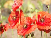 Полевые маки