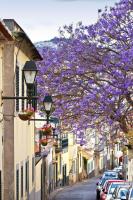 Фиолетовое цветущее дерево