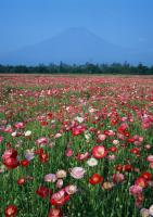 Полевые маки