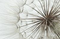 Пушинки одуванчика