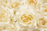 Бусины на розах