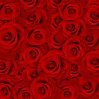 Красные розы