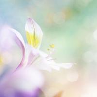 Цветок дикой орхидеи