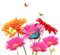 Герберы и бабочки