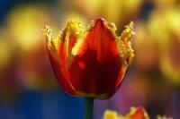 Красно-желтый тюльпан