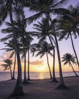 Komar SH022-VD2 (Palmtrees on Beach)