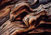 Komar 8-520 (Старая сосна)