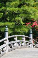 Мостик и сосна