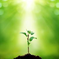 Маленькая веточка