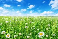 Поле с зеленой травой и ромашками