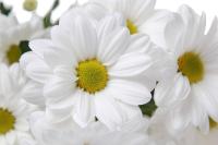 Белые хризантемы