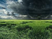 Тучи над полем