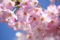 Розовые цветы на фоне неба