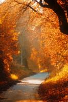 Деревья вдоль дороги