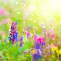 Полевые цветы