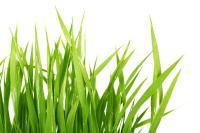 Трава на белом фоне
