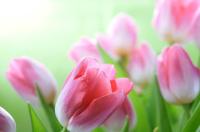 Розовые тюльпаны на зеленом фоне