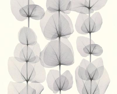 Фото A.S.Creation X-Ray 34245-2