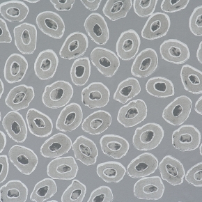 Фото BN International Mart Visser 48182