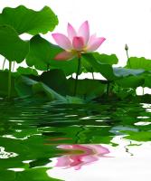 Кувшинки на воде