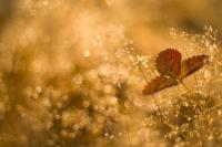 Листик клубники