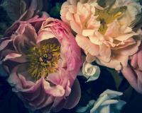 Нежные пионы