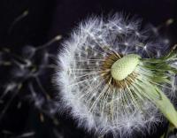 Цветок на черном фоне