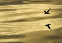 Komar 1-604 (Reflection)