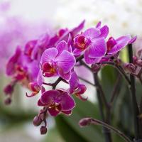 Фото орхидеи