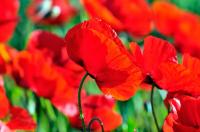 Маки полевые