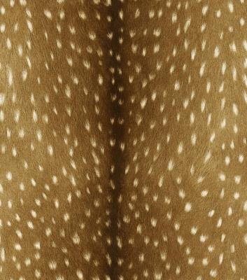 Фото Rasch Black Forest 2016 514827